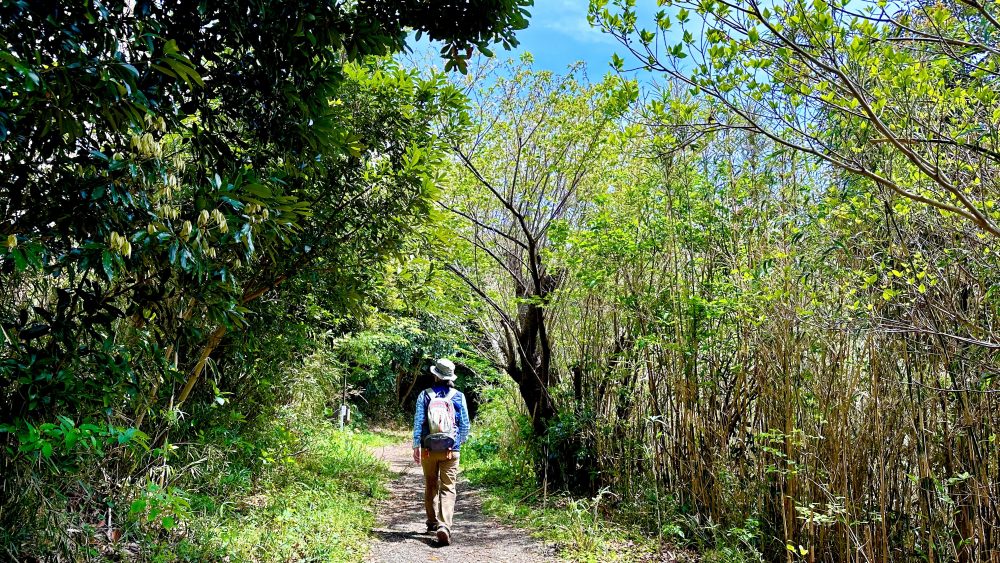 结bito~南房总市健康旅游乘务员・泉香织一起享受自然的治愈森林治疗散步~
