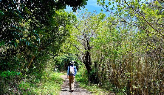 结bito~南房总市健康旅游乘务员・泉香织一起享受自然的治愈森林治疗散步~