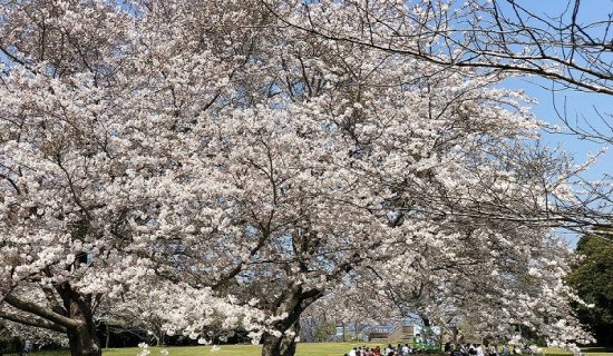 【南房总市大房岬自然之家】3月～5月|自然体验活动的介绍