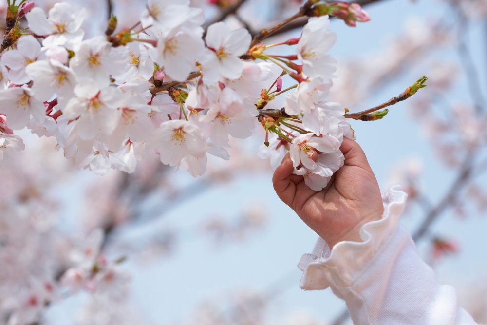 在南房总享受!樱花景点|开花信息