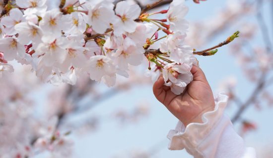 在南房总享受!樱花景点|开花信息