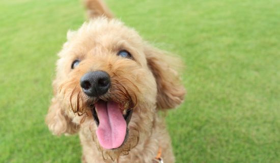 A resort stay that makes unforgettable memories with dogs