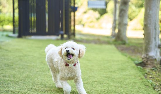 Wow! Dog run