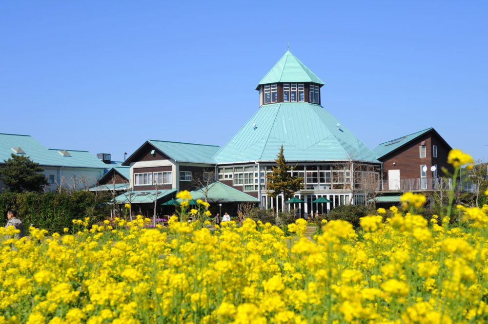 Let's go see the rape field in Minami Boso