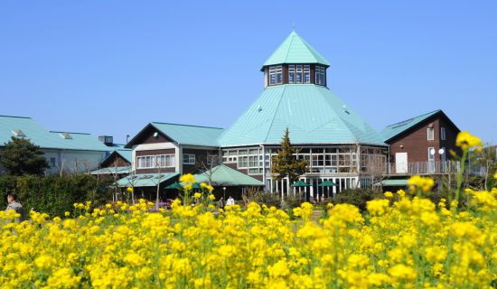 Let's go see the rape field in Minami Boso