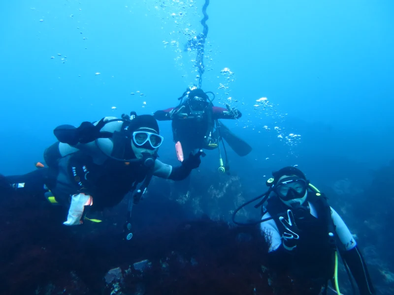 A lot of experience diving fish! <Beach & Boat / 1-2 Dive / Tateyama City> Dive in the treasure trove of underwater creatures "Nishikawana"