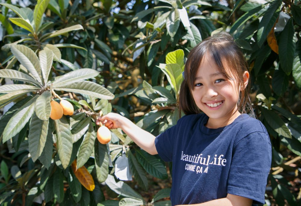 [Limited time, loquat hunting experience] It is only this time that you can enjoy the blessings of early summer!　