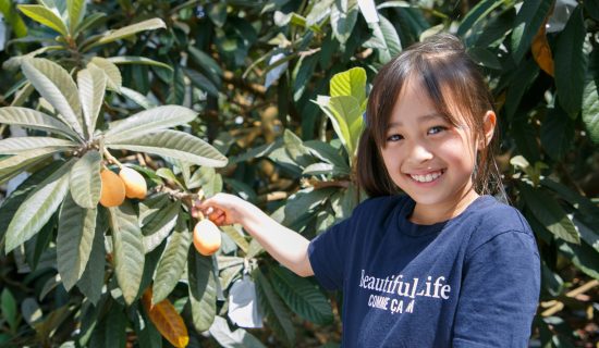 [Limited time, loquat hunting experience] It is only this time that you can enjoy the blessings of early summer!　