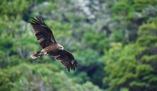 [Neighboring Facilities Activities] Information on nature experience events that can be enjoyed in winter at Minami Boso
