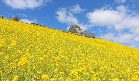 【とっておきの春をみつけよう】南房総でいちご狩りやお花摘み　