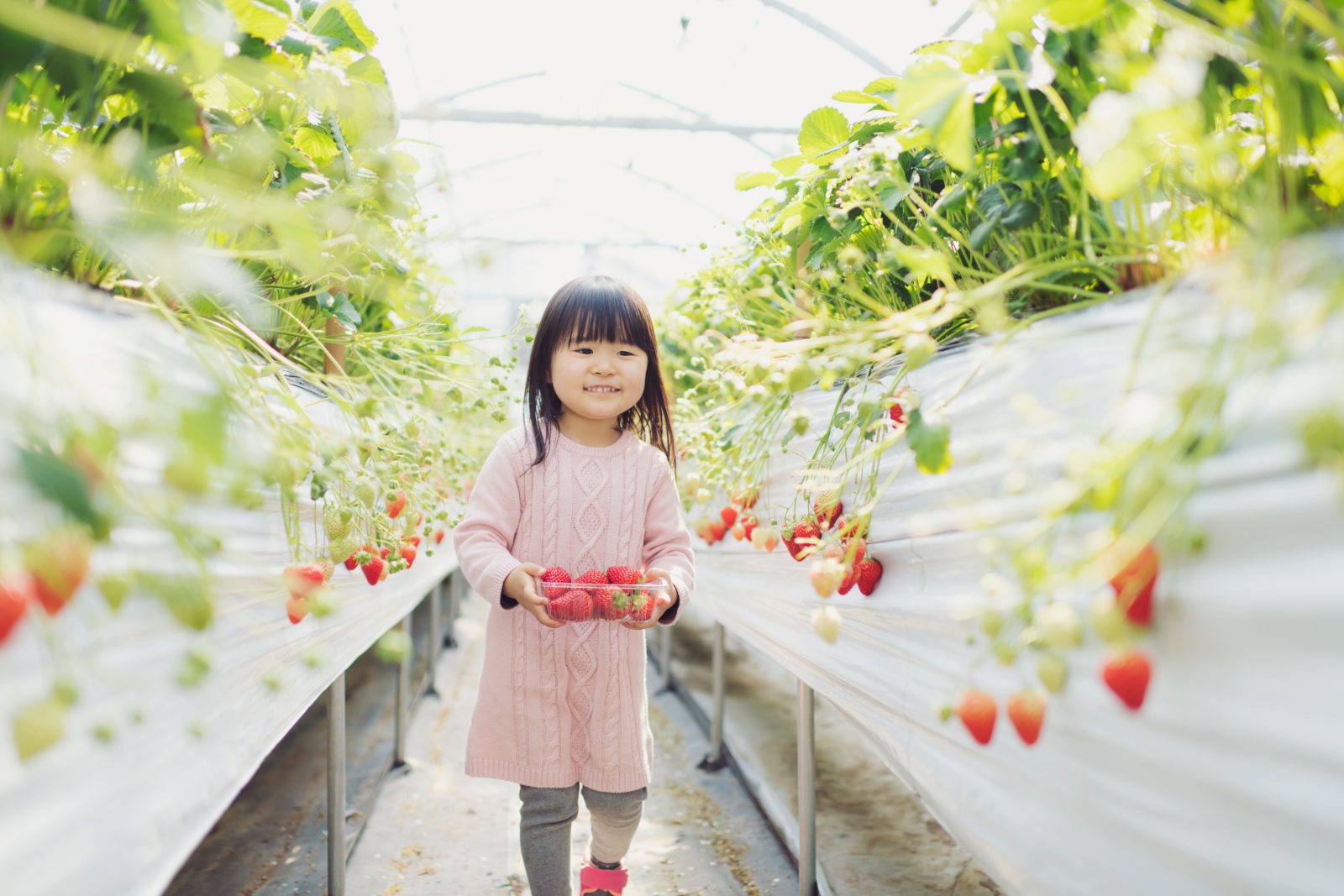 いちご狩り｜グランドメルキュール南房総リゾート＆スパ